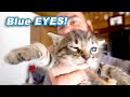 DO NOT WATCH If You Hate Cute Kittens!!