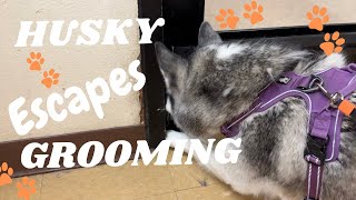 HUSKY NIKA TRIED TO ESCAPE GROOMING.