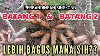 Perbandingan Singkong batang 1 dan Singkong batang 2, LEBIH BAGUS MANA SIH??