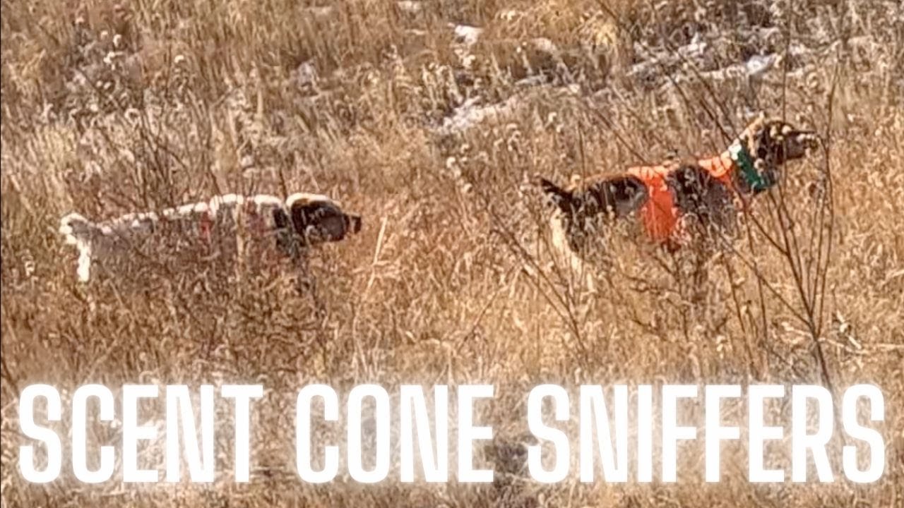 Pheasant HuntingCharlie works a scent cone Simple Hunts E54 