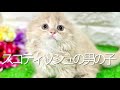 スコティッシュフォールドの子猫 (和歌山)