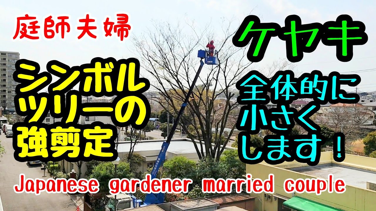 50代庭師夫婦 gardener married couple】228 シンボルツリー、ケヤキの