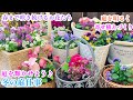 【冬の寄せ植え】【庭を輝かせたい！冬の庭仕事】【株分け＊葉切り】ガーデニング