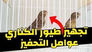 تجهبز الطيور الكناري و اهم الامور التي تساعد في التجهيز