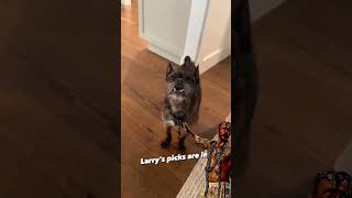 CM PUNK INTERESTING CONVO WITH HIS DOG LARRY ABOUT HOCKEY 🏒 🐕 #shorts