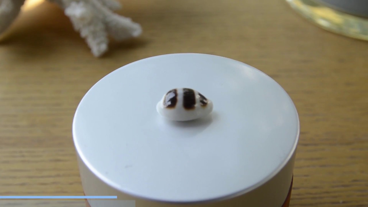 Vỏ ốc nga Palmadusta asellus Shell - Vỏ Ốc Biển