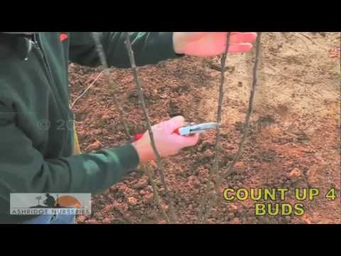 7 - Pruning a 3 year old fruit tree for a bush sized adult tree