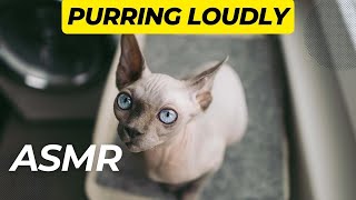 Sphynx Kitten Purring To His Human by Royal Animals 👑 837 views 1 year ago 3 minutes, 4 seconds