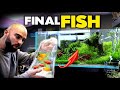 Buying *FINAL FISH* for Asian Fish Aquarium | HUGE Plant Maintenance | MD Fish Tanks