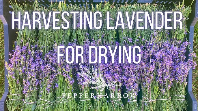 Harvesting Fresh Lavender: How to Harvest, Prune & Dry Lavender Flowers ~  Homestead and Chill