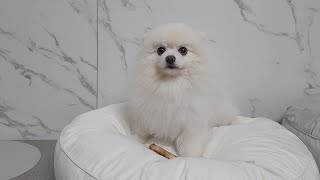 Puppy who doesn't like baths VS Puppy who wants to take a bath   Testing the waters