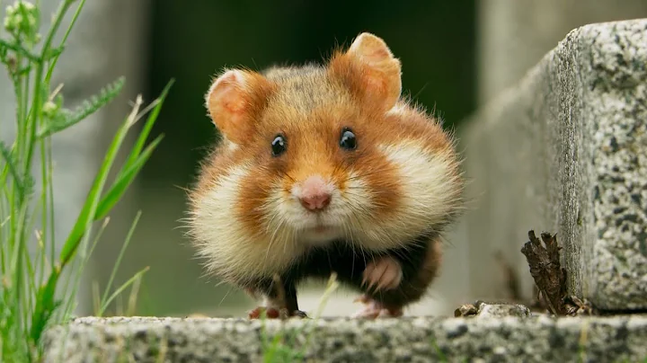 Wild Hamster Has A Graveyard Feast | Seven Worlds, One Planet | BBC Earth - DayDayNews
