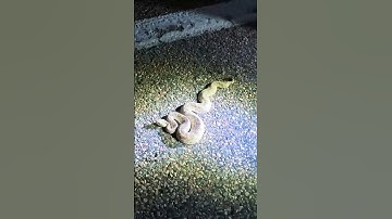 Rattlesnake STIKES as we try to save her life!