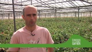 PSR Liguria Buone prassi e innovazione / Floricoltura – Migliorare il ciclo produttivo