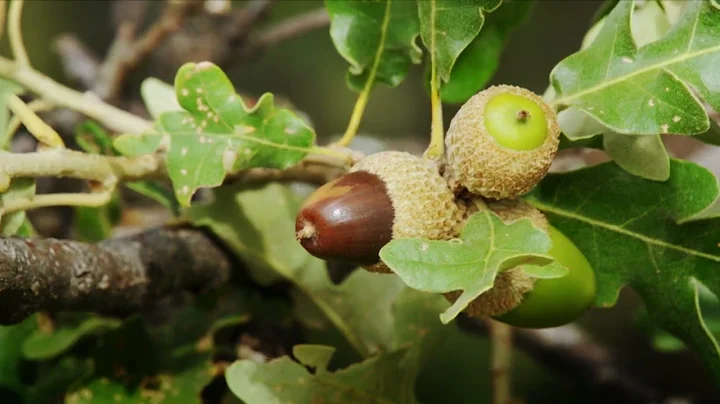 The Risky Life Of Wild Boars | Full Documentary
