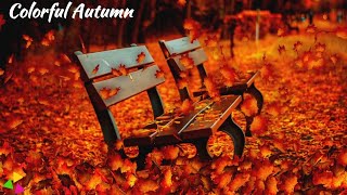 Colorful Autumn | Autumn Landscape | Autumn Nature Relaxation