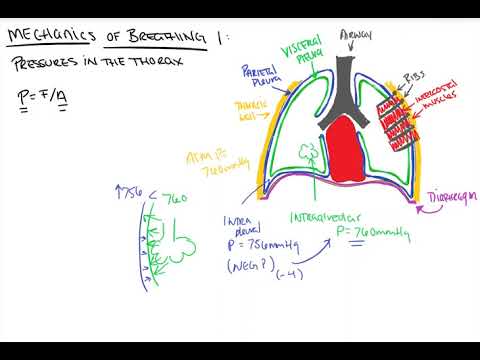 Mechanics of Breathing 1 Pressures