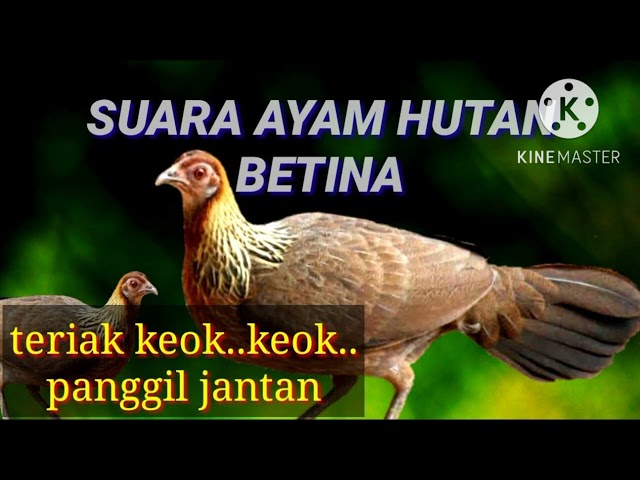 SUARA AYAM HUTAN BETINA PALING GACOR class=