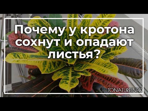 Почему у кротона сохнут и опадают листья? | toNature.Info