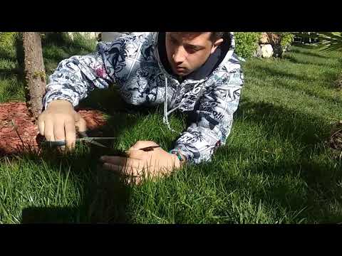 #lawn #grass  ბალახის გაკრეჭვა