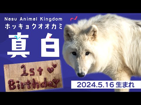 最終お値下げ　シュタイフ　ホッキョクオオカミ 最終お値下げ シュタイフ ホッキョクオオカミ - メルカリ