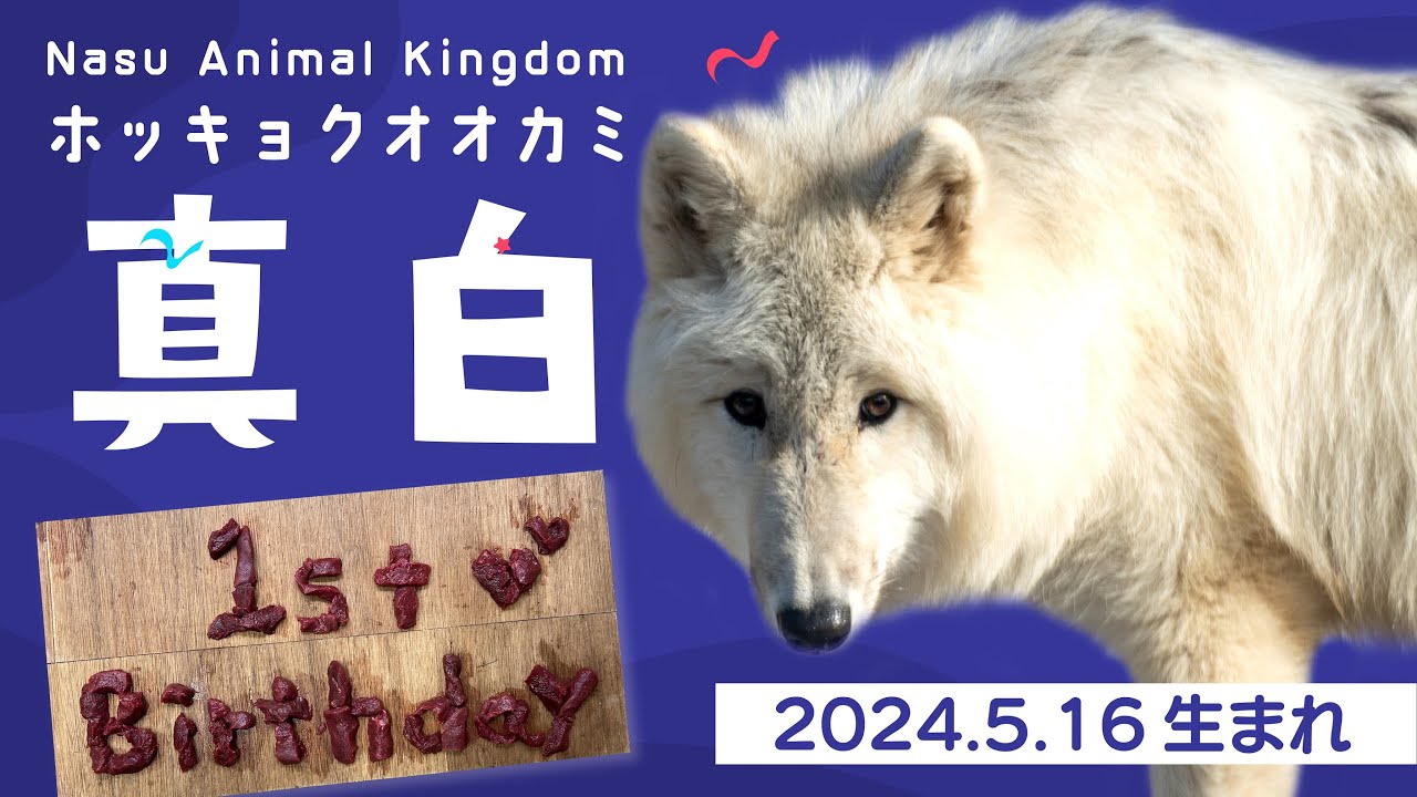 ホッキョクオオカミ＆ホッキョクグマラブ Special video] Looking back over the past year with the