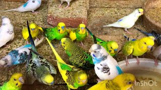 47c Ki Garmi me Budgie pani pi aai k bith Gaia hn #budgies #viral #summer #today