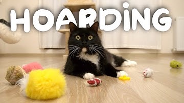 What stuff did our cats hoard under the couch? | Uni and Nami | Catz Club