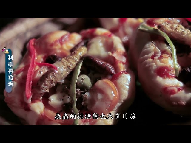 科學再發現—昆蟲運用上百種 蟲蟲大餐高營養？－民視新聞