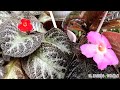 Planta COLGANTE HERMOSA | Episcia cupreata | mis tortuguitas florecidas