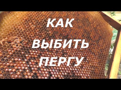 Как выбить пергу. Пчелы начинающим.