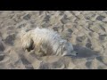 Самоед Север купается в песке