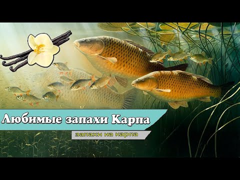 Запахи которые Карп чувствуют за километр! Какие запахи привлекают карпа