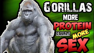 WHY GORILLAS 🦍 EAT SO MUCH PROTEIN AND HAVE SO MUCH MUSCLE 💪 - EAT BIG TO GET SEX ??
