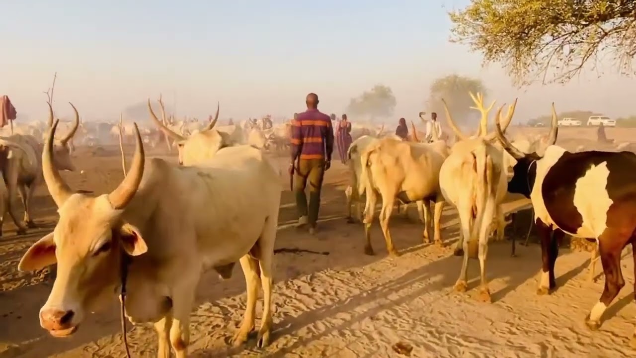 My visit to the cattle camp of mundari in terekeka.