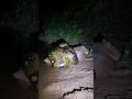 Tadinha da capivara 😳😱 #serpente #sucrurigigante #fypシ゚viral #snake