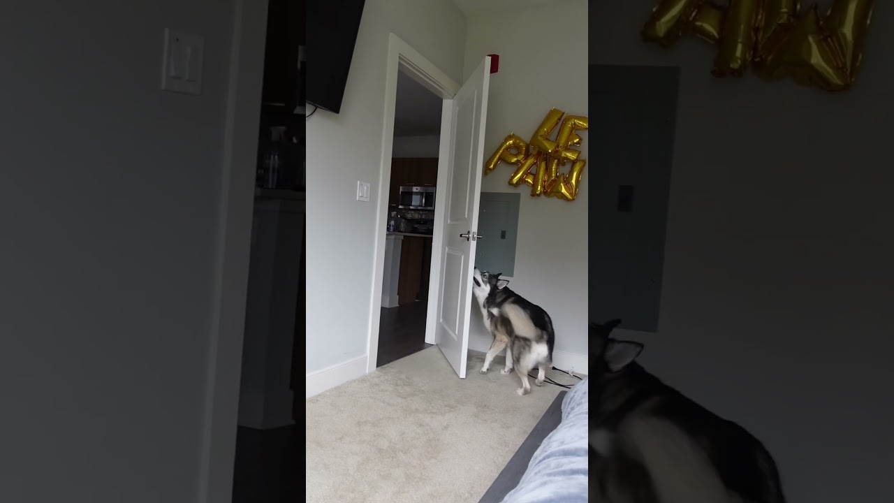 Open door ✅ close door ✅ spin ✅ take a picture ✅#huskies #husky #dogs #dogshorts