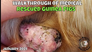 January Rescued Guinea Pigs Walkthrough