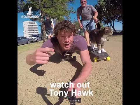behaviour problems of drug abuse Skateboarding Cats @DAXON
