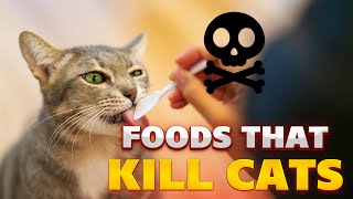 Why Your Cat Should Never Eat These 16 Dangerous Foods