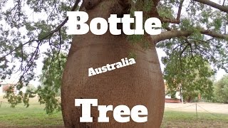 Growing a Bottle Tree from Australia