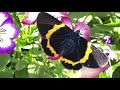 「覓食中的蝴蝶」分享許雅智適合兒童觀賞的視頻