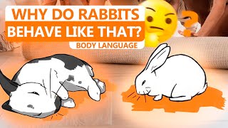 Rabbit Body Language When Lying Down and Sleeping