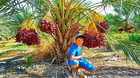 Как растут финики. Финиковая плантация. Израиль. How dates grow. Dates palm. Israel