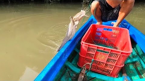 Lần Đầu Dẫn Vợ Đi Giăng Câu Cá Ngát Kím Bữa Cơm Mùa Dịch Bệnh