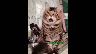 Мои котики. Мейн-куны #cat #веселыекоты #котикпоет #мейнкун#моипитомцы