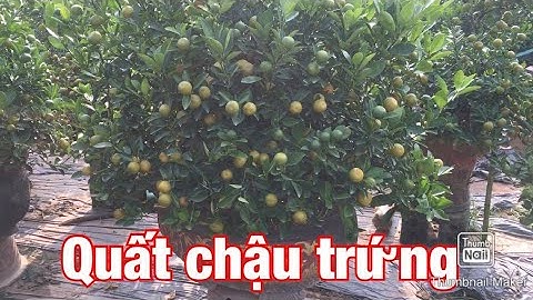 quất chum chậu quất tháp dáng thông quất thế tết 2021