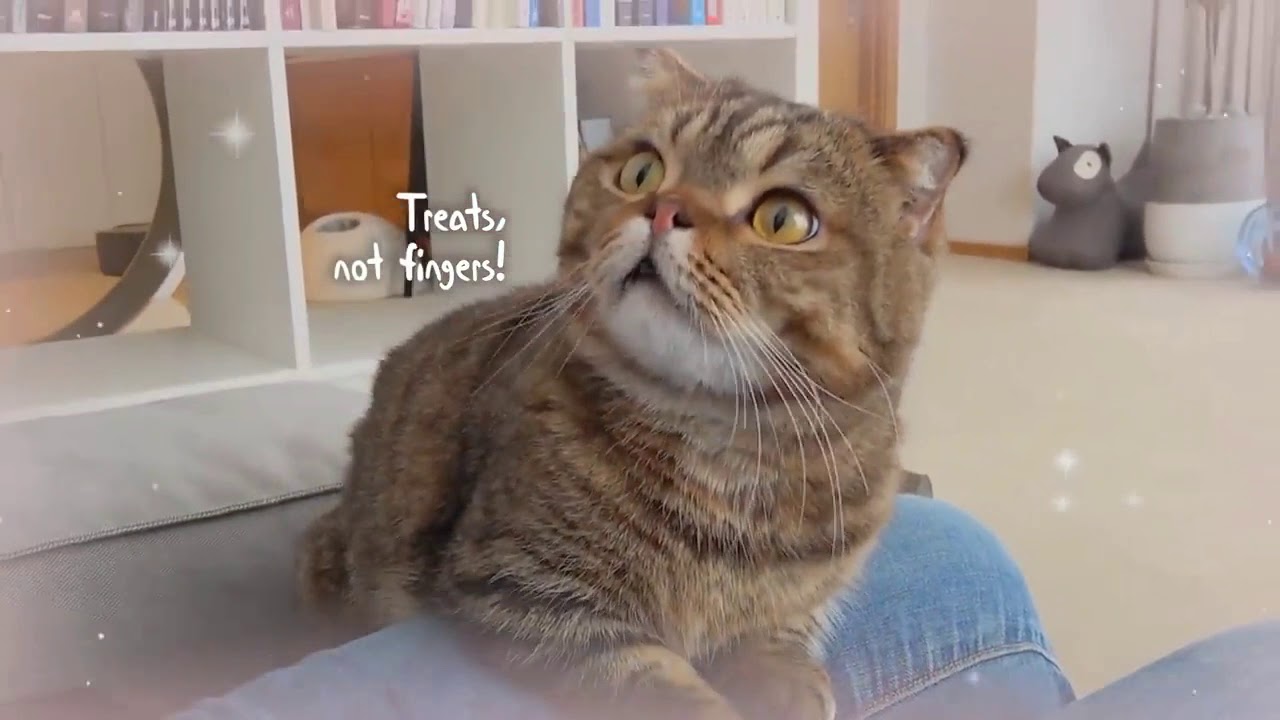 Kucing Lucu || Funny Cats 