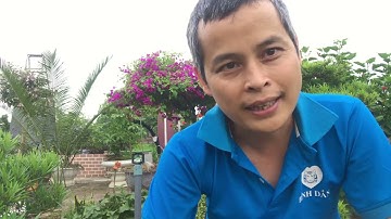 Những loại cây không nên trồng trước cửa nhà vì nó không may mắn