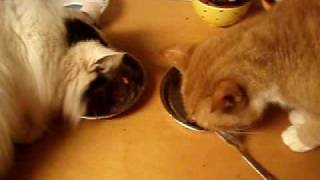 cats eating together